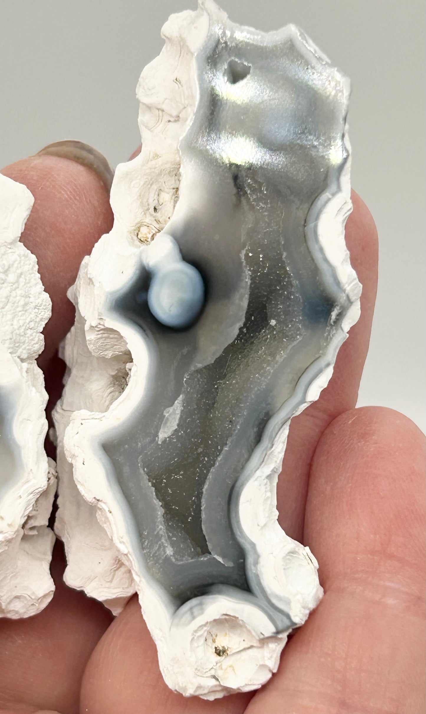 Fossilised Coral 🪸 Double #11 Limited Edition From Florida, USA 🇺🇸