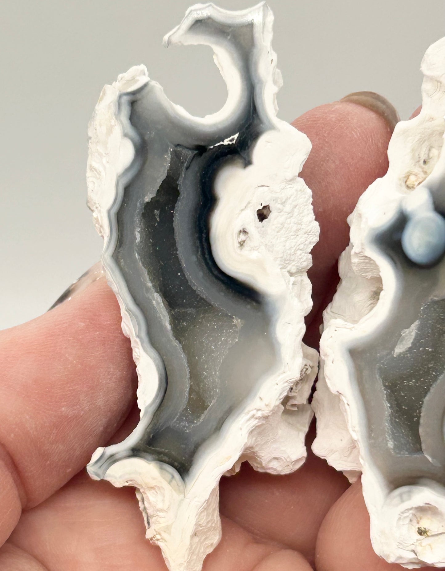 Fossilised Coral 🪸 Double #11 Limited Edition From Florida, USA 🇺🇸
