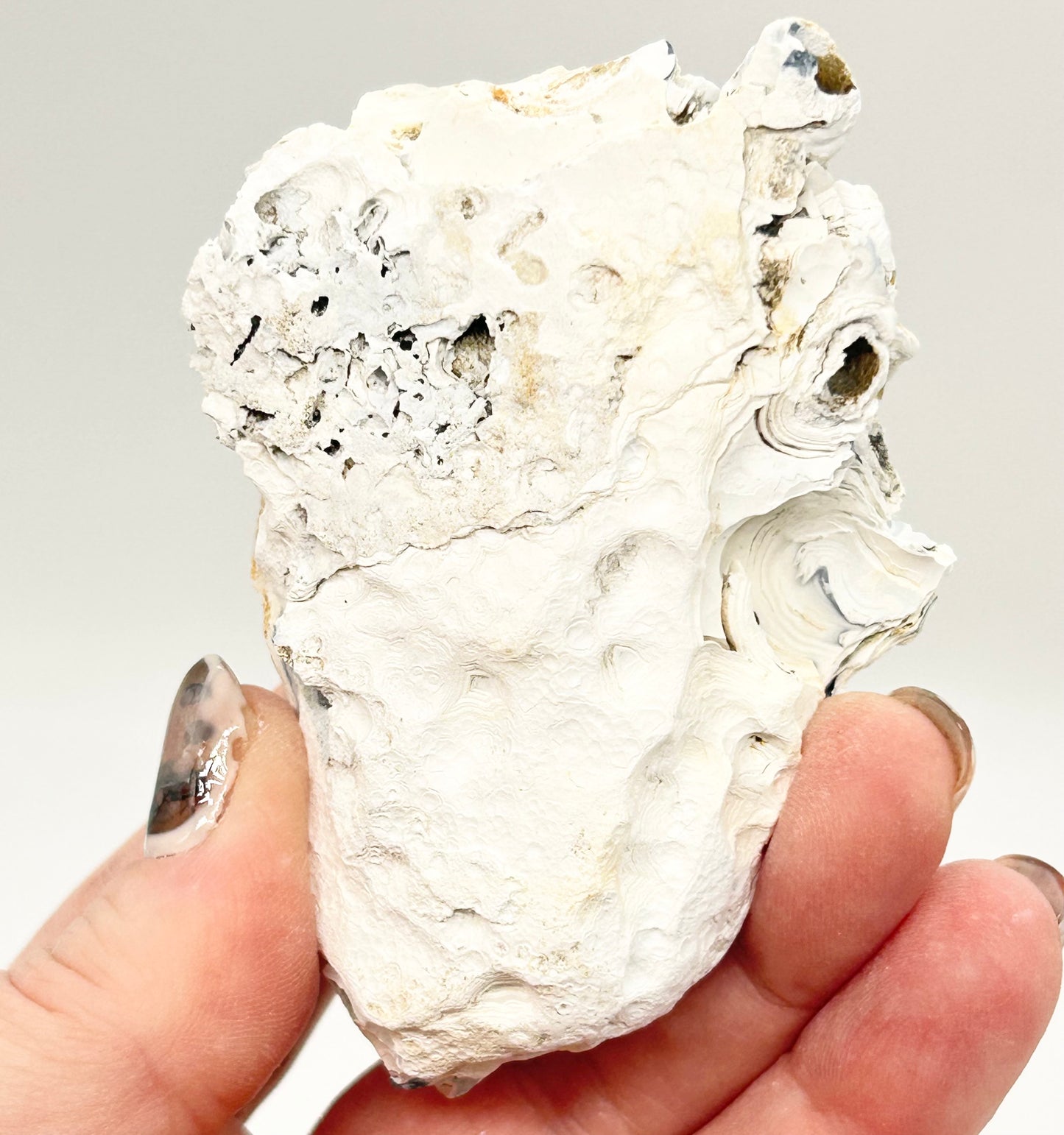 Fossilised Coral 🪸 Double #13 Limited Edition From Florida, USA 🇺🇸