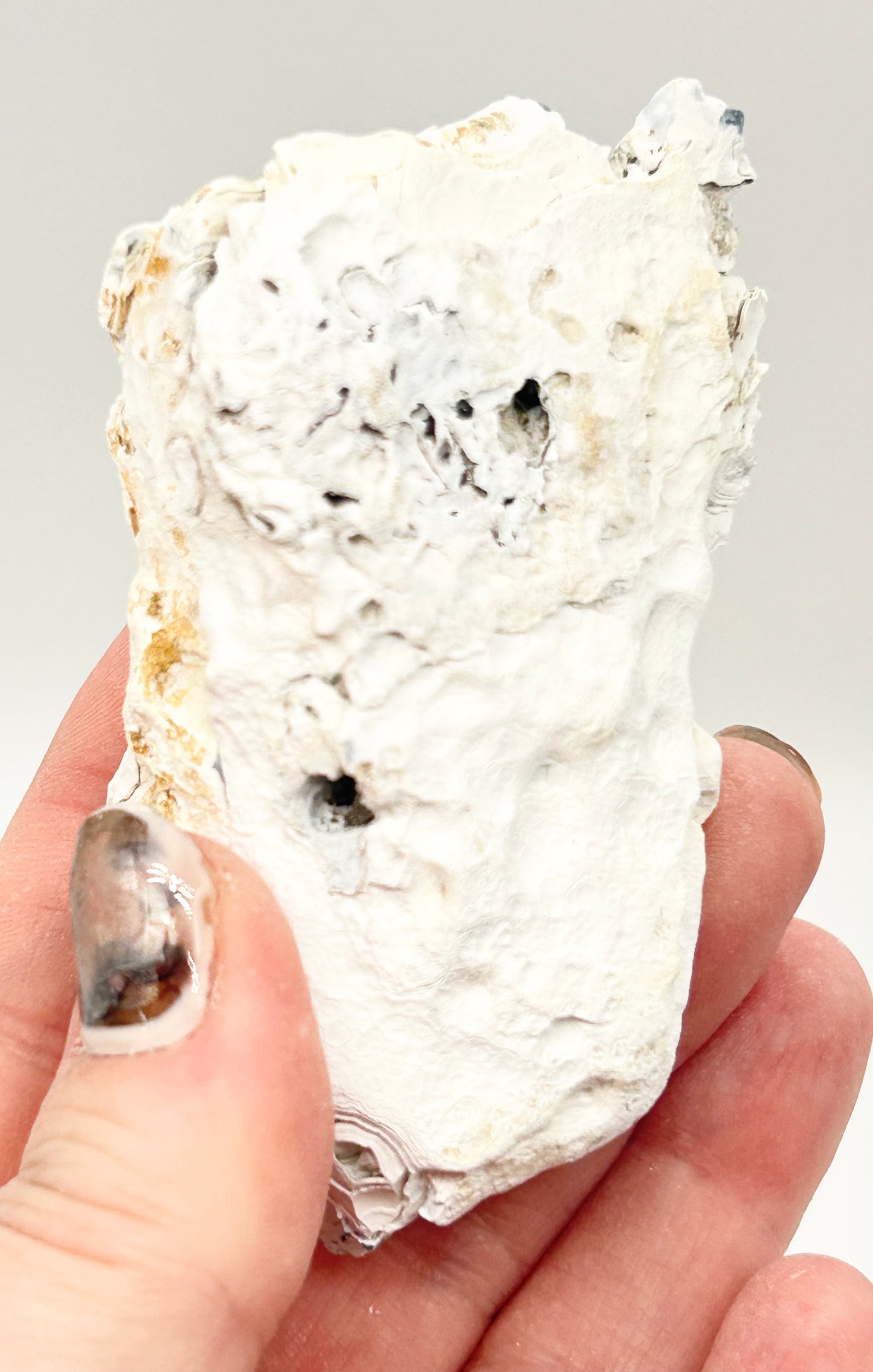 Fossilised Coral 🪸 Double #13 Limited Edition From Florida, USA 🇺🇸