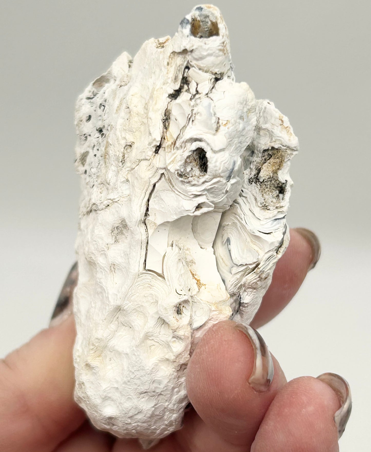 Fossilised Coral 🪸 Double #13 Limited Edition From Florida, USA 🇺🇸