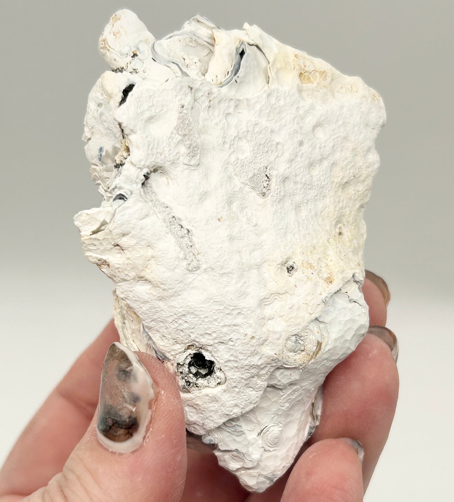 Fossilised Coral 🪸 Double #13 Limited Edition From Florida, USA 🇺🇸