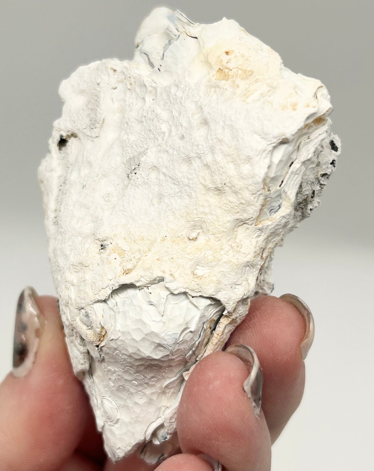 Fossilised Coral 🪸 Double #13 Limited Edition From Florida, USA 🇺🇸