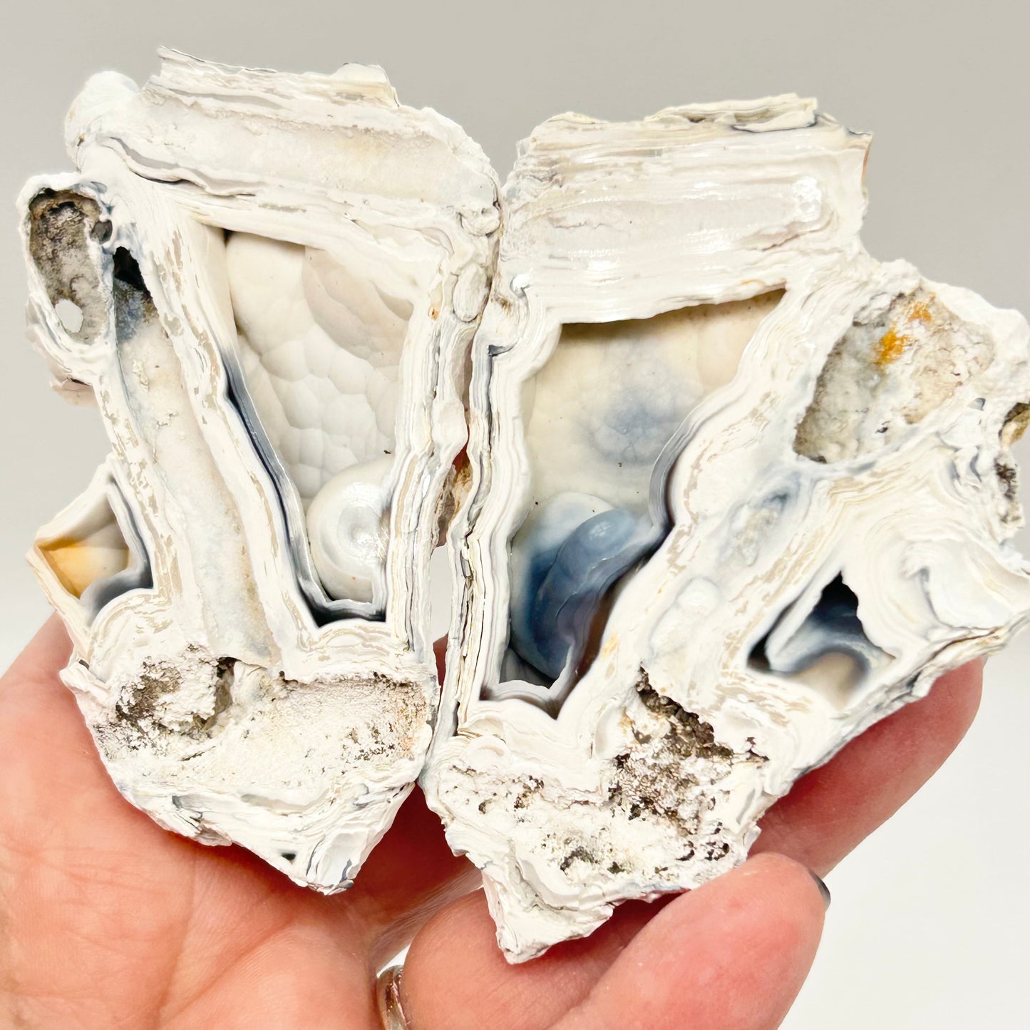 Fossilised Coral 🪸 Double #13 Limited Edition From Florida, USA 🇺🇸