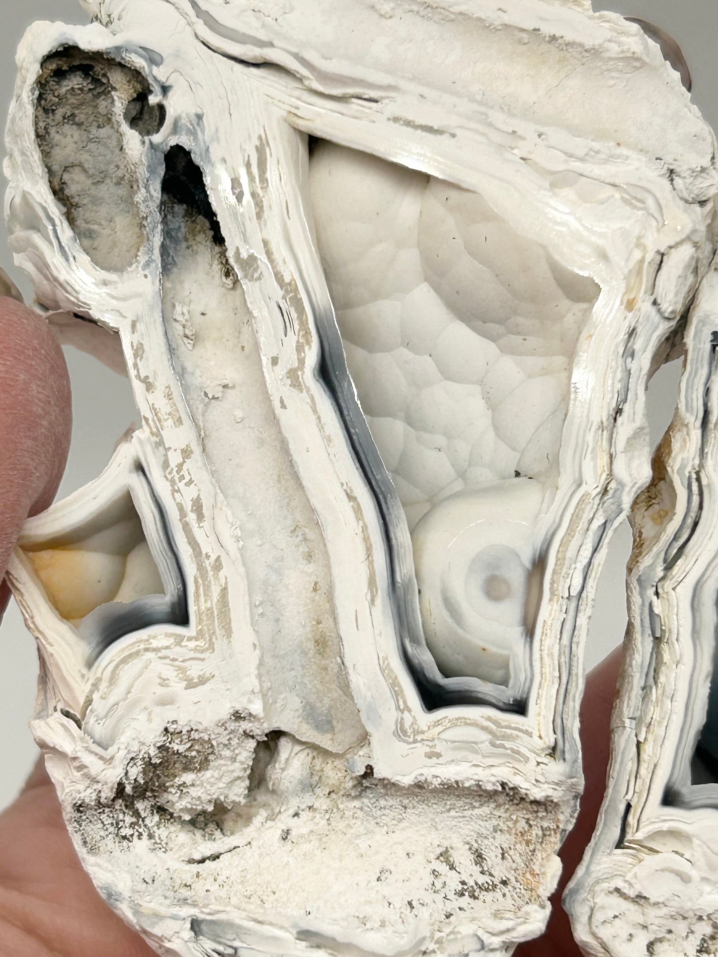 Fossilised Coral 🪸 Double #13 Limited Edition From Florida, USA 🇺🇸