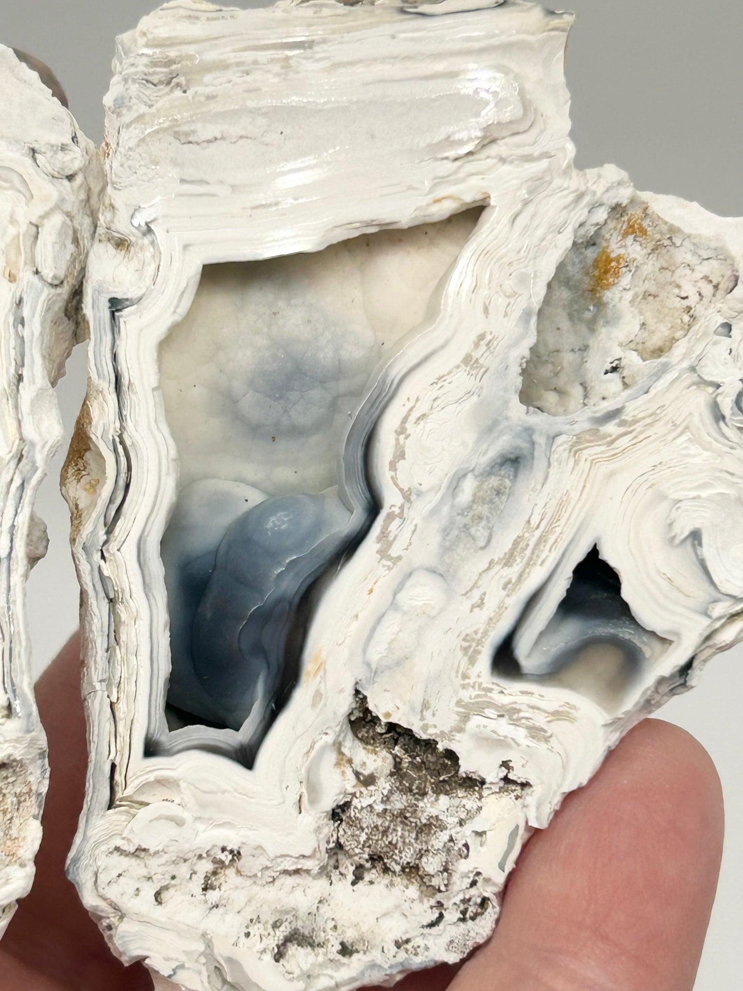 Fossilised Coral 🪸 Double #13 Limited Edition From Florida, USA 🇺🇸