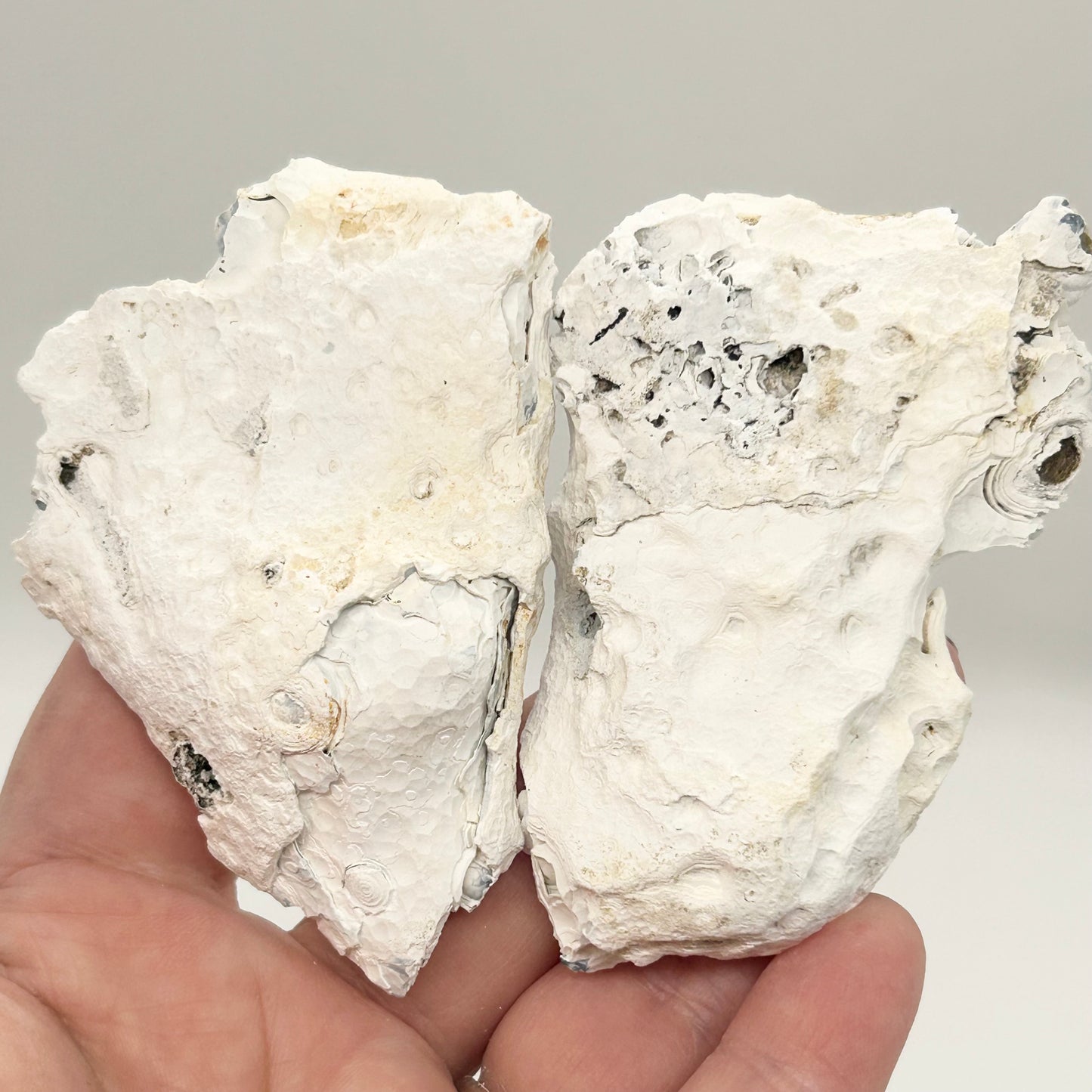 Fossilised Coral 🪸 Double #13 Limited Edition From Florida, USA 🇺🇸