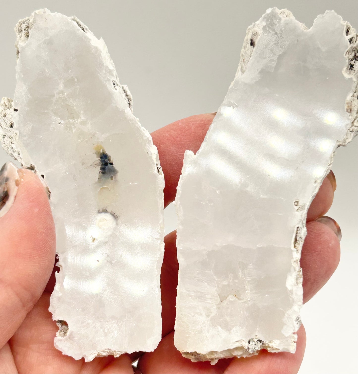 Fossilised Coral 🪸 Double #14 Limited Edition From Florida, USA 🇺🇸