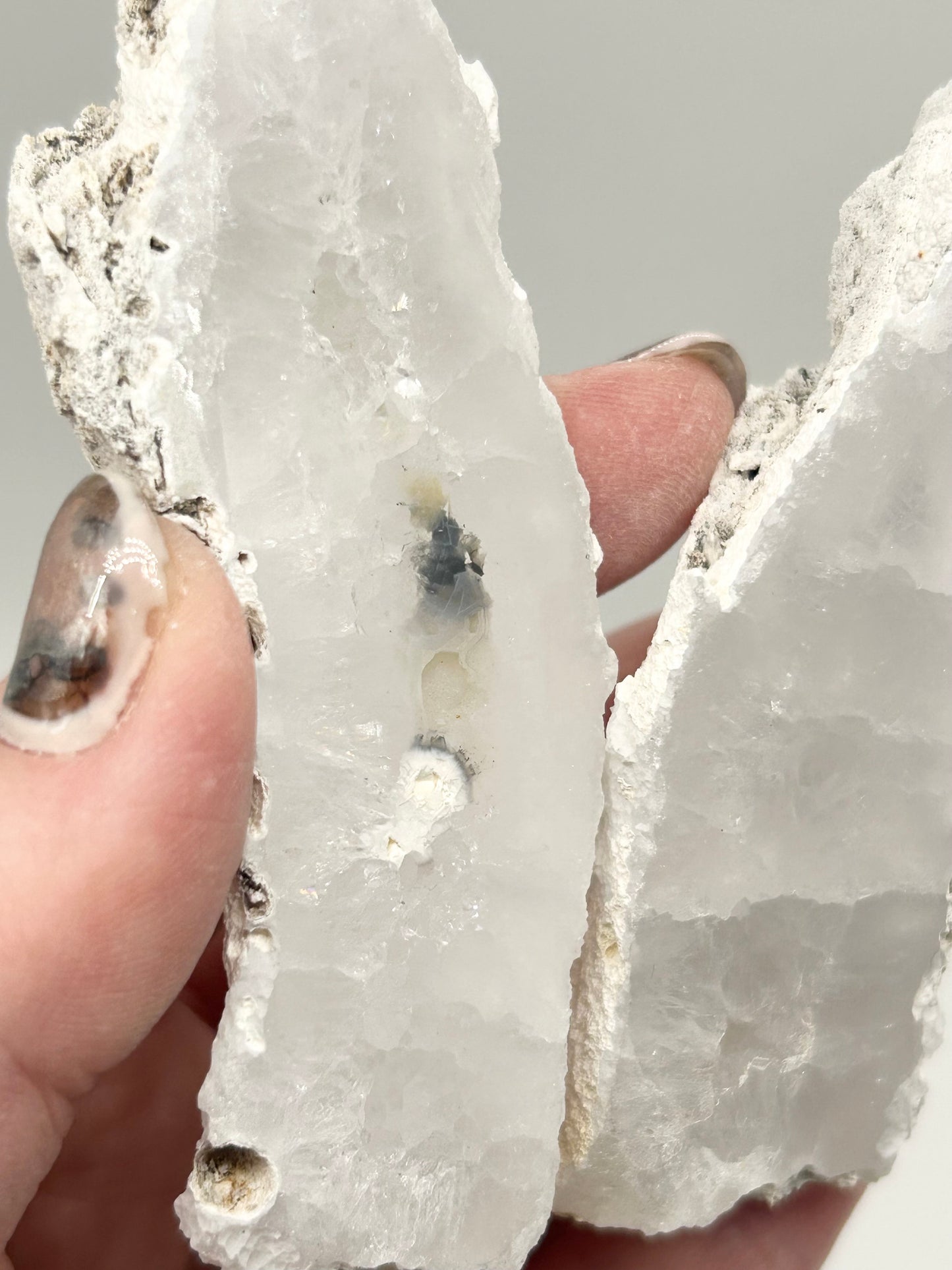 Fossilised Coral 🪸 Double #14 Limited Edition From Florida, USA 🇺🇸