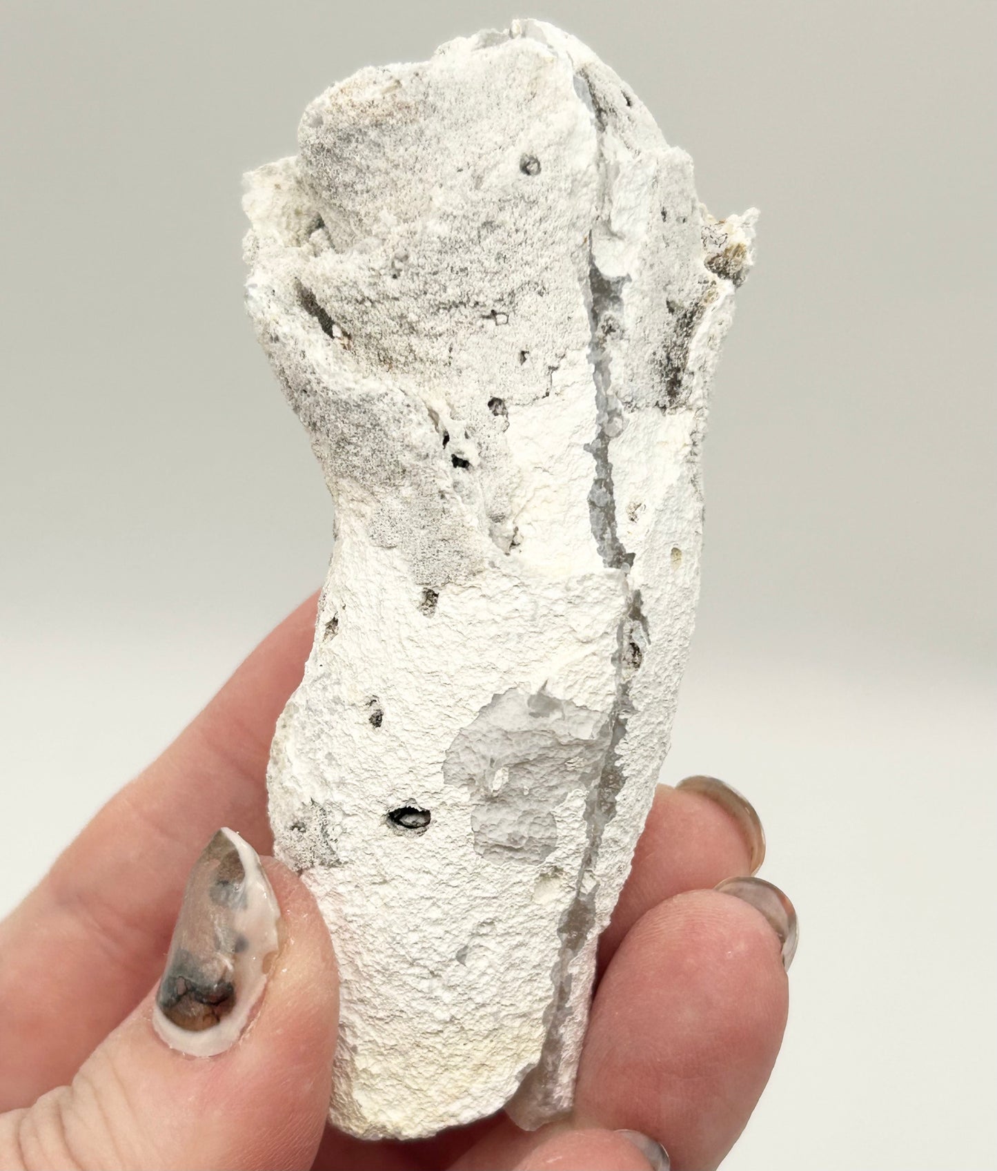Fossilised Coral 🪸 Double #14 Limited Edition From Florida, USA 🇺🇸