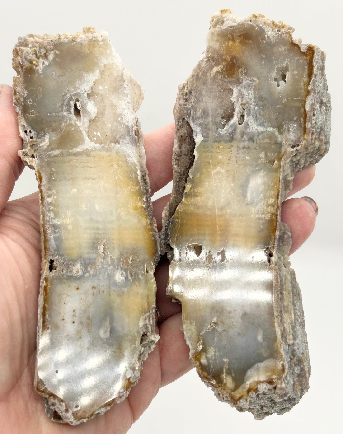 Fossilised Coral 🪸 Double #15 Limited Edition From Florida, USA 🇺🇸