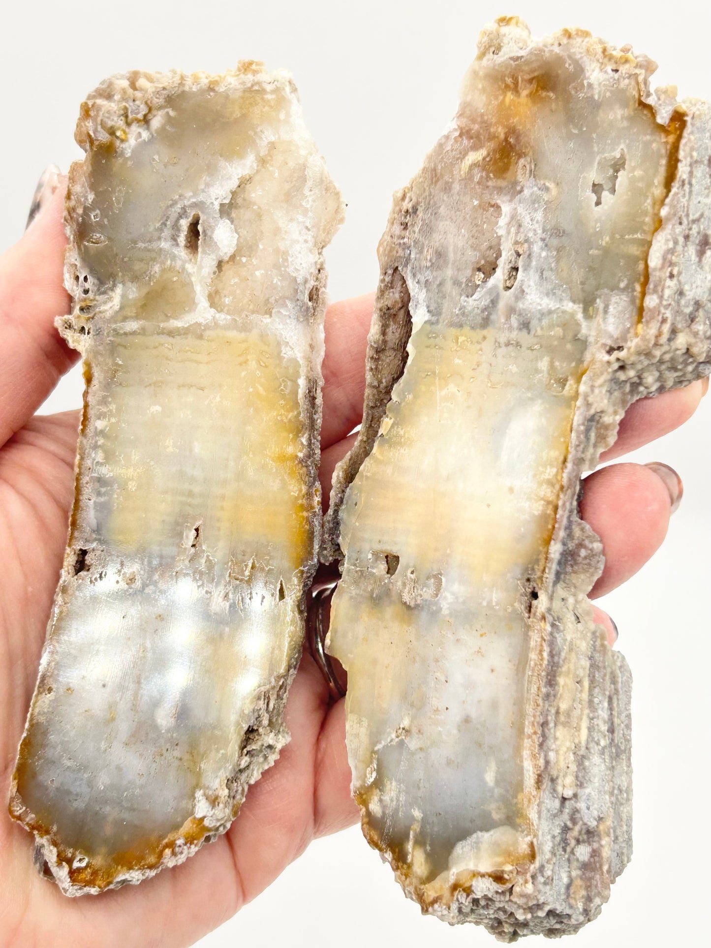 Fossilised Coral 🪸 Double #15 Limited Edition From Florida, USA 🇺🇸