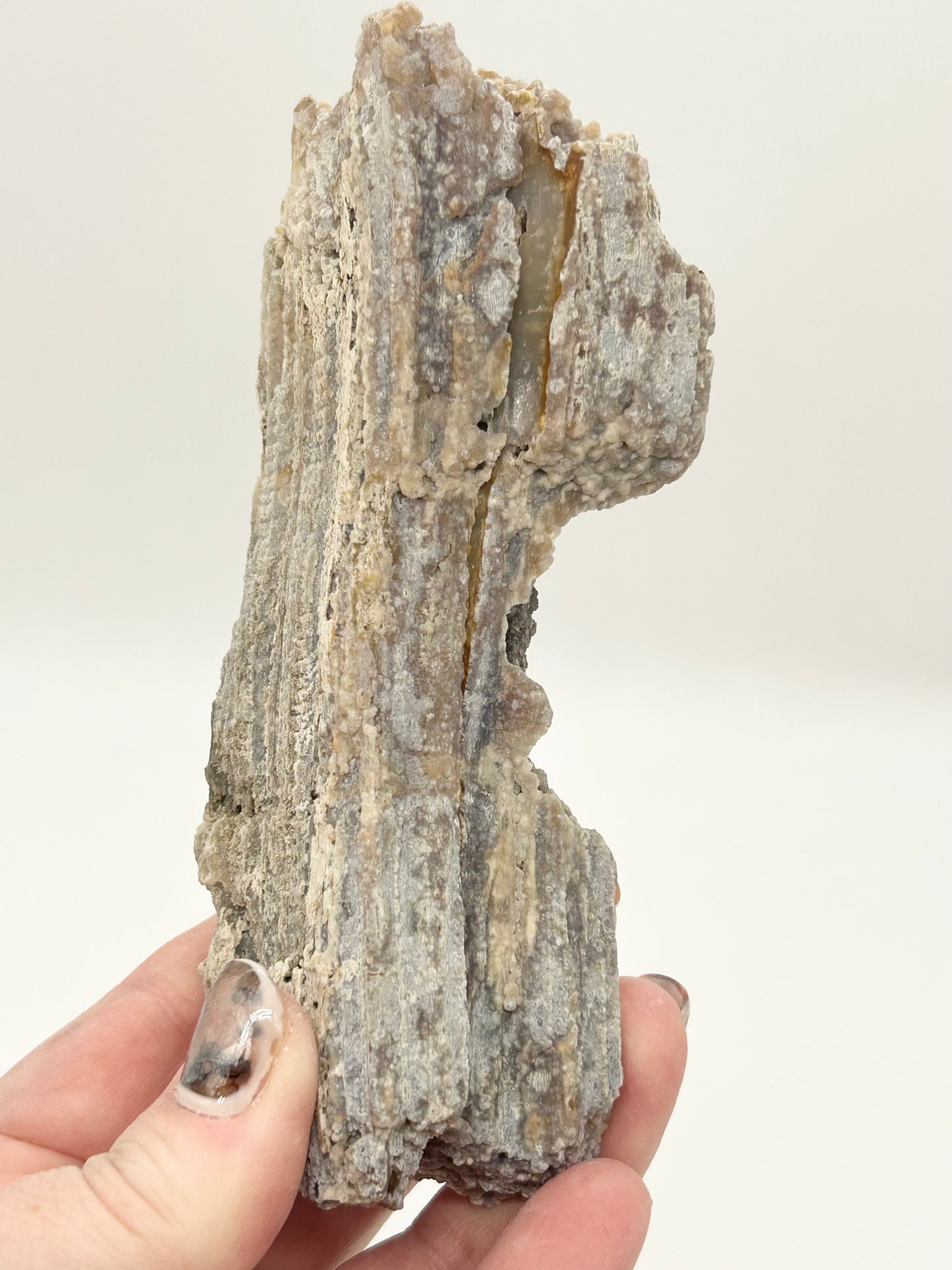 Fossilised Coral 🪸 Double #15 Limited Edition From Florida, USA 🇺🇸