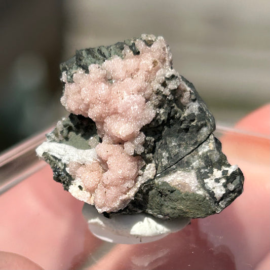 Pink Botryoidal Rhodochrosite from Potisi Mine, Francisco, Santa Eulalia, Chihuahua, Mexico π²π½ #10