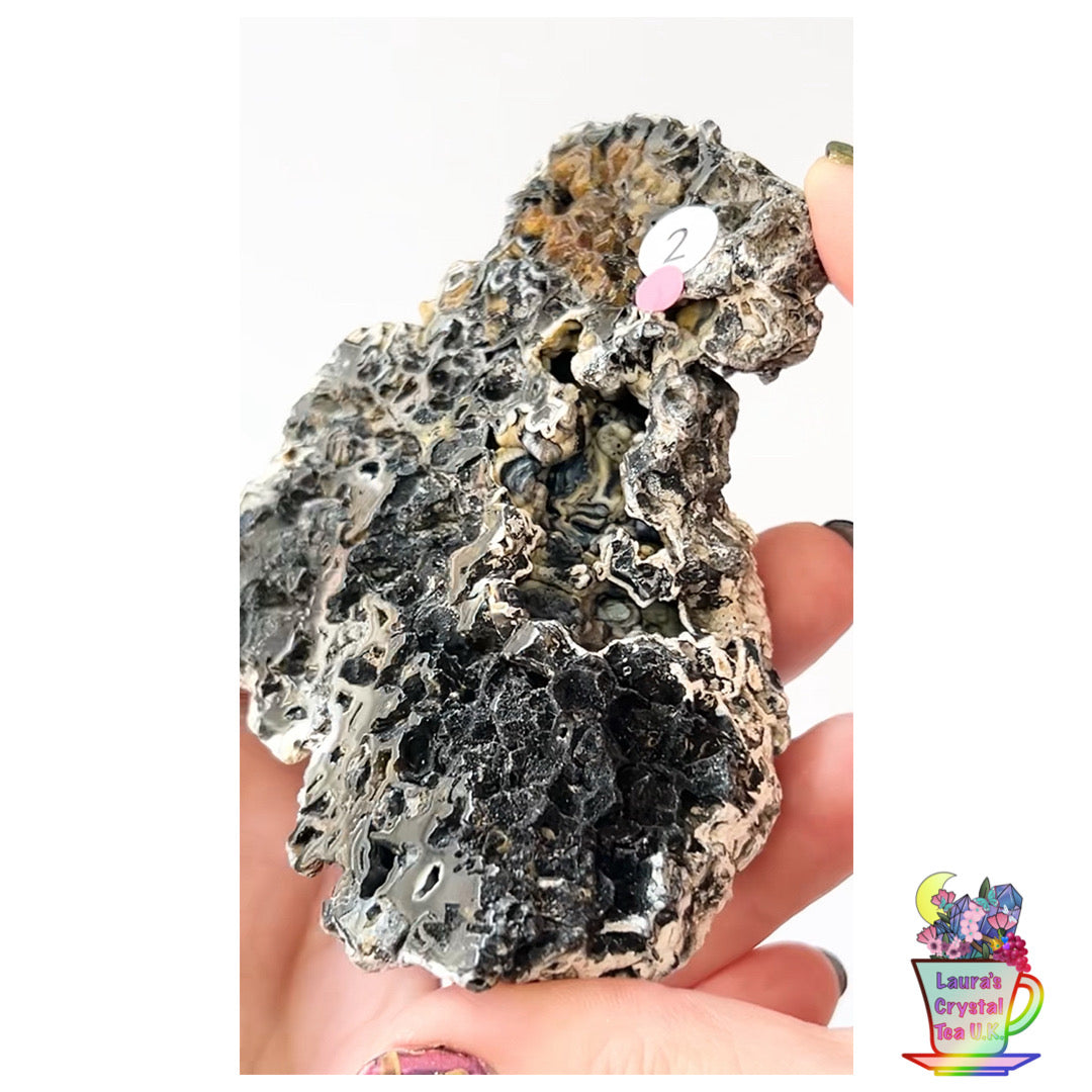Fossilised Agatised Coral🪸 2a Large Single Limited Edition From Florida, USA 🇺🇸 Green UV