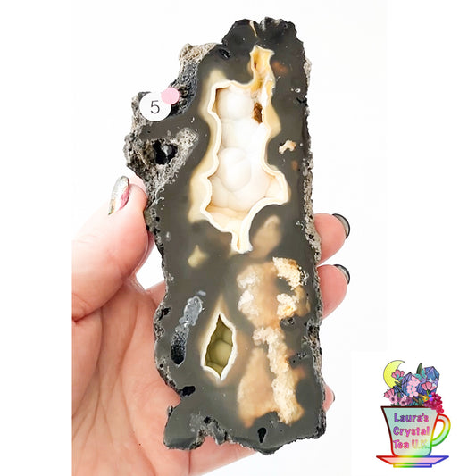 Fossilised Agatised Coral ๐ชธ 5a Large Single Limited Edition From Florida, USA ๐บ๐ธ Green UV