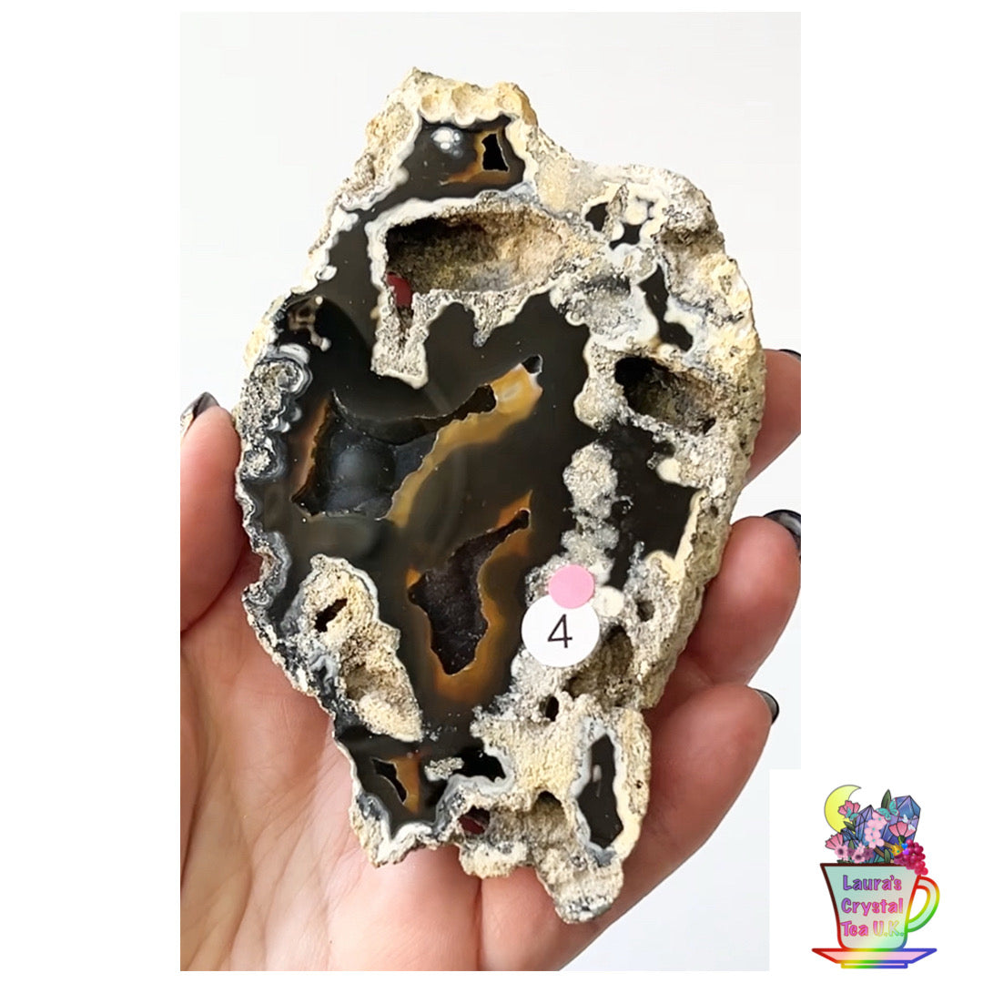 Fossilised Agatised Coral 🪸 4a Large Single Limited Edition From Florida, USA 🇺🇸 Green UV