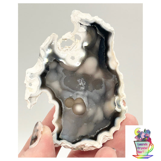 Fossilised Coral 🪸Single #1 Limited Edition From Florida, USA 🇺🇸