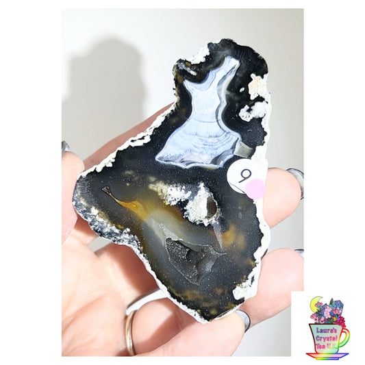 Fossilised Agatised Coral 🪸 9a Large Single Limited Edition From Florida, USA 🇺🇸 Green UV