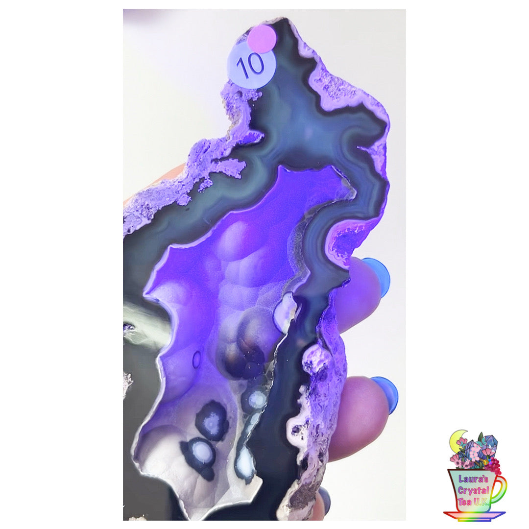 Fossilised Agatised Coral 🪸 10a Large Single Limited Edition From Florida, USA 🇺🇸 Green UV