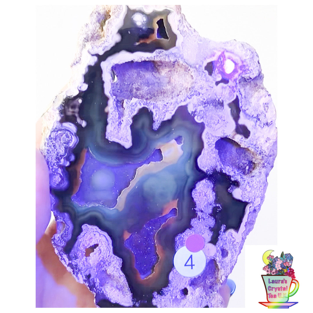 Fossilised Agatised Coral 🪸 4a Large Single Limited Edition From Florida, USA 🇺🇸 Green UV