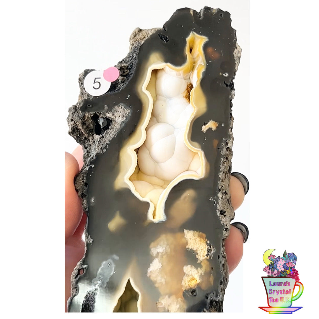 Fossilised Agatised Coral 🪸 5a Large Single Limited Edition From Florida, USA 🇺🇸 Green UV
