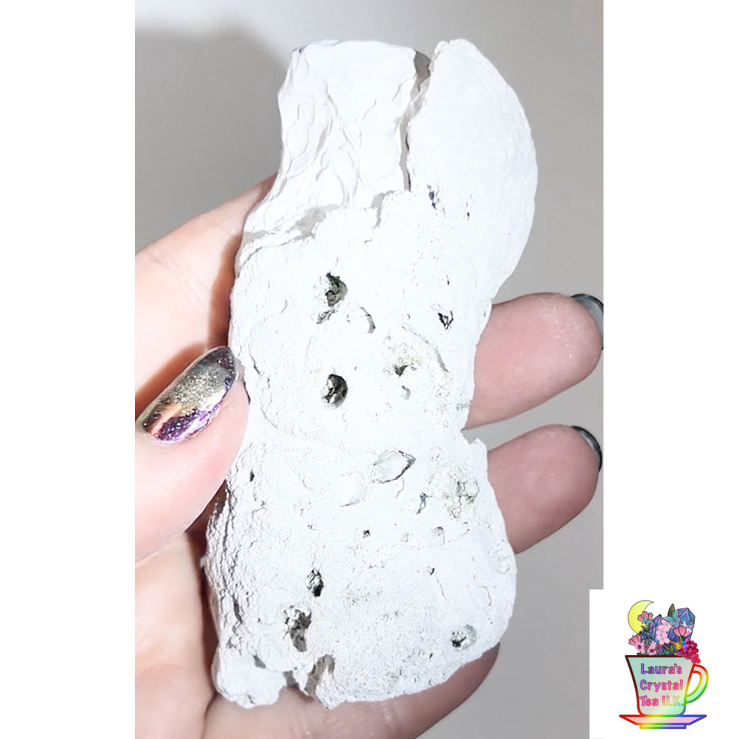 Fossilised Agatised Coral 🪸 12a Large Single Limited Edition From Florida, USA 🇺🇸 Green UV