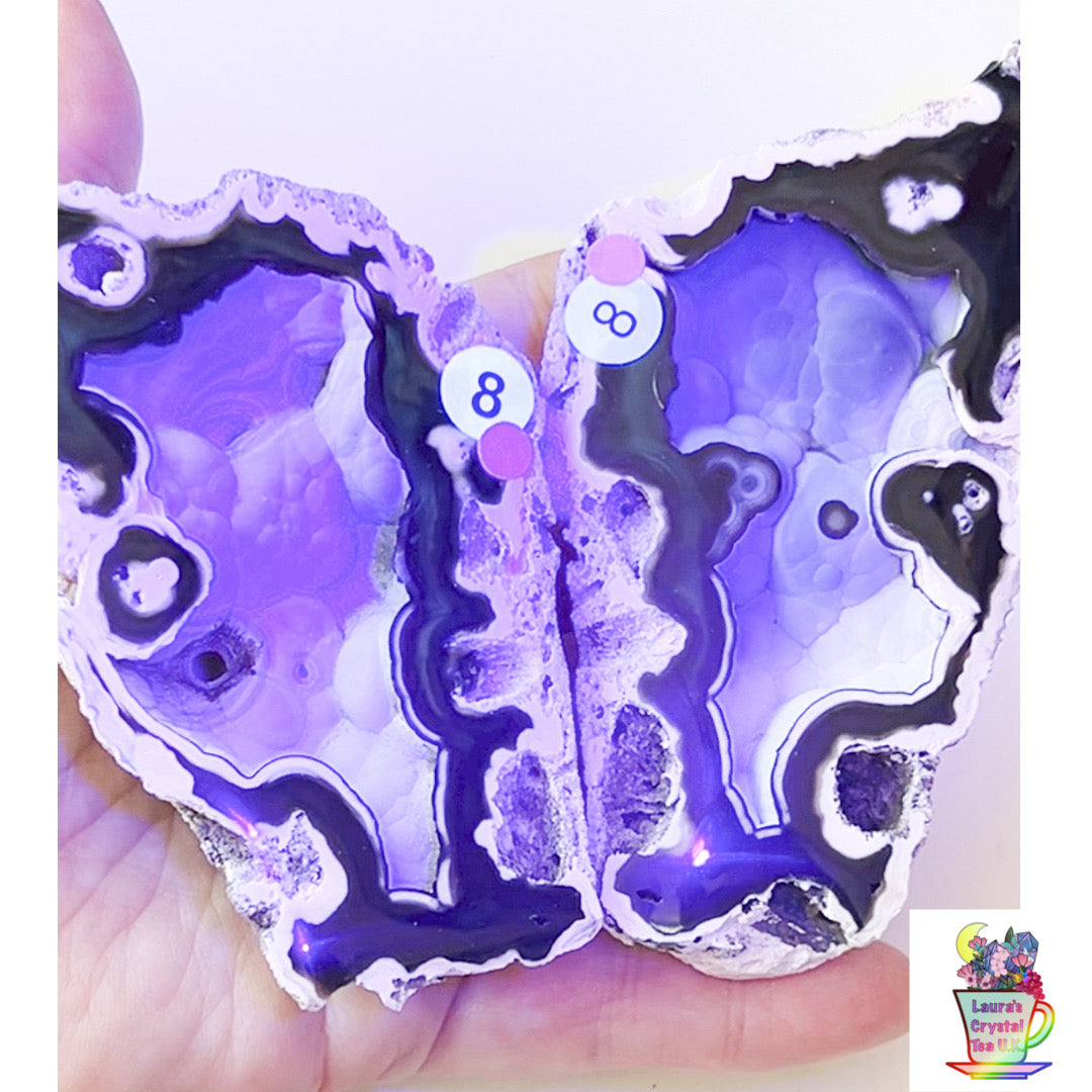 Fossilised Agatised Coral 🪸 8a Large Pair Limited Edition From Florida, USA 🇺🇸 Green UV