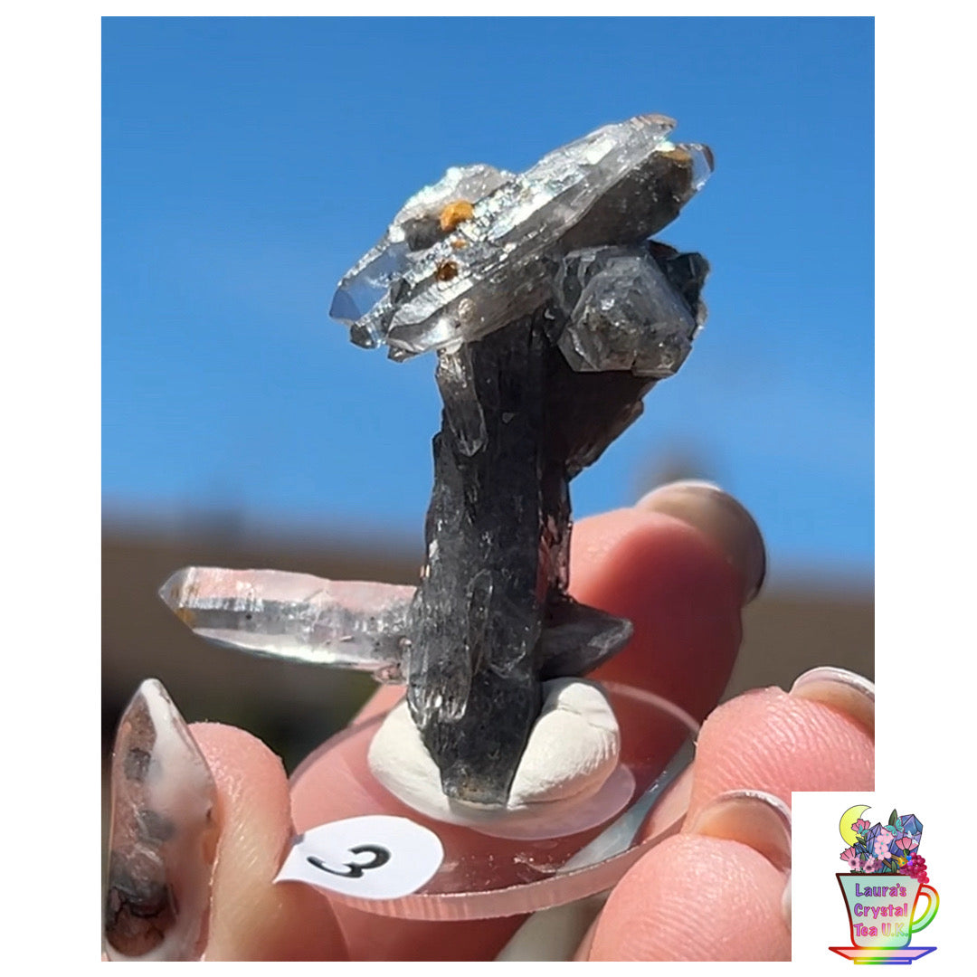 Black Vera Cruz from Piedra Parada, Veracruz, Mexico 🇲🇽 #3 - Small