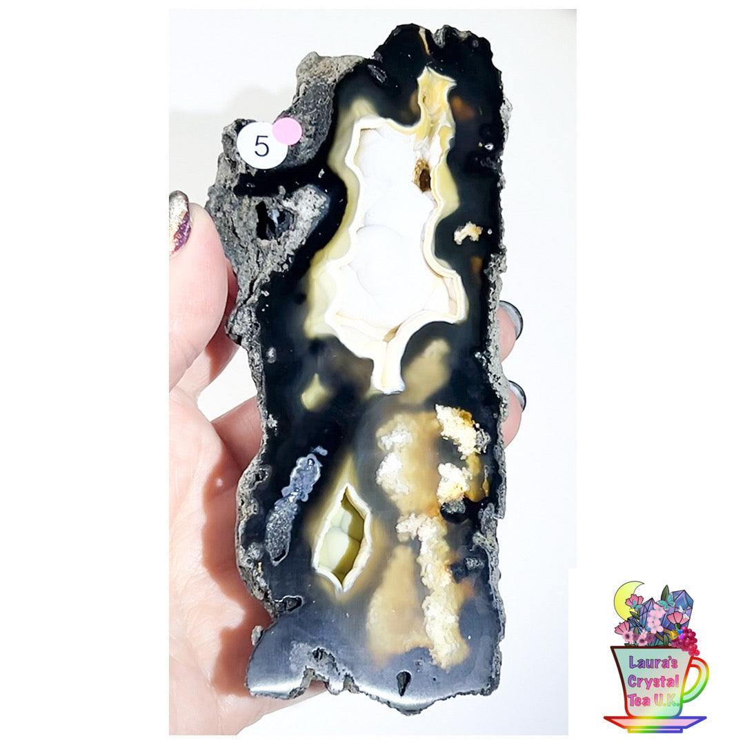 Fossilised Agatised Coral 🪸 5a Large Single Limited Edition From Florida, USA 🇺🇸 Green UV