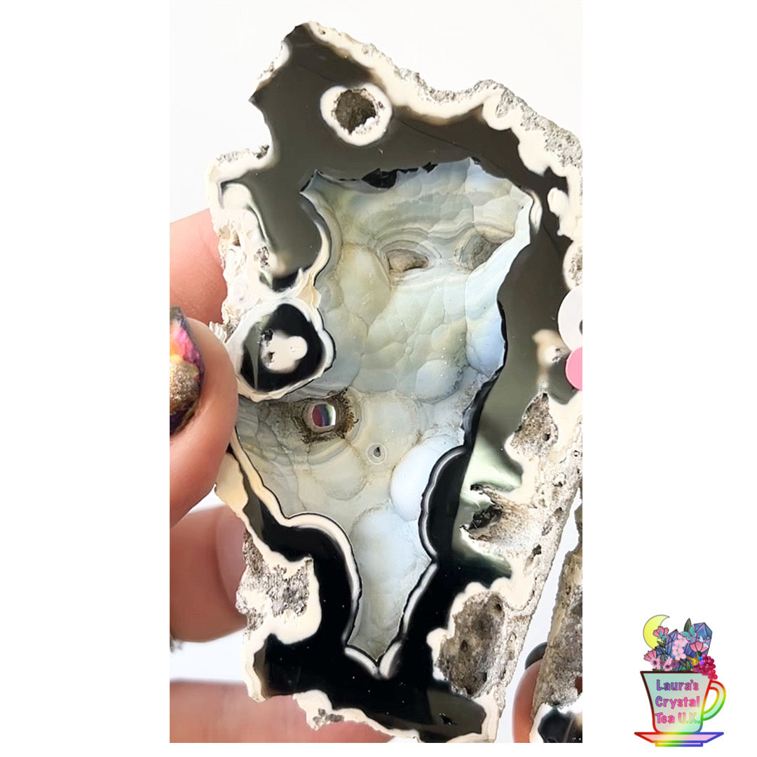 Fossilised Agatised Coral 🪸 8a Large Pair Limited Edition From Florida, USA 🇺🇸 Green UV