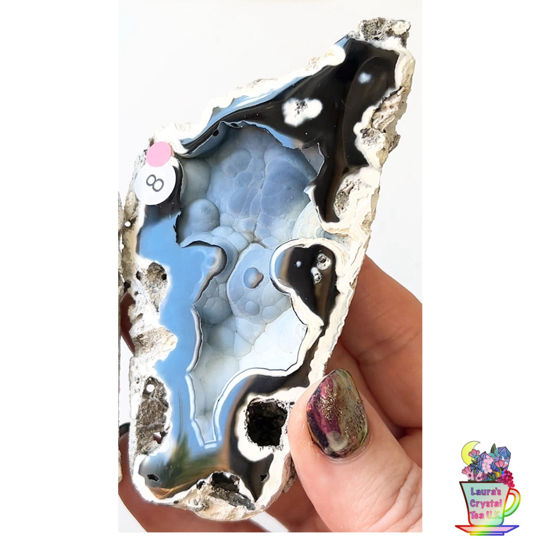 Fossilised Agatised Coral 🪸 8a Large Pair Limited Edition From Florida, USA 🇺🇸 Green UV
