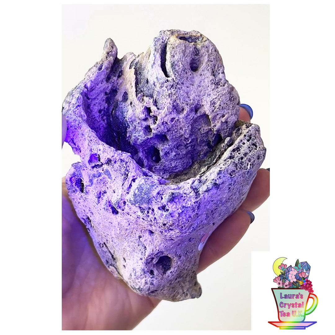 Fossilised Agatised Coral🪸 1a XL Single Limited Edition From Florida, USA 🇺🇸 Green UV