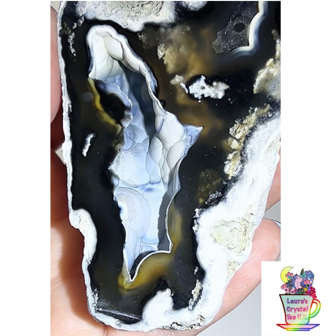 Fossilised Agatised Coral 🪸 6a Large Single Limited Edition From Florida, USA 🇺🇸 Green UV