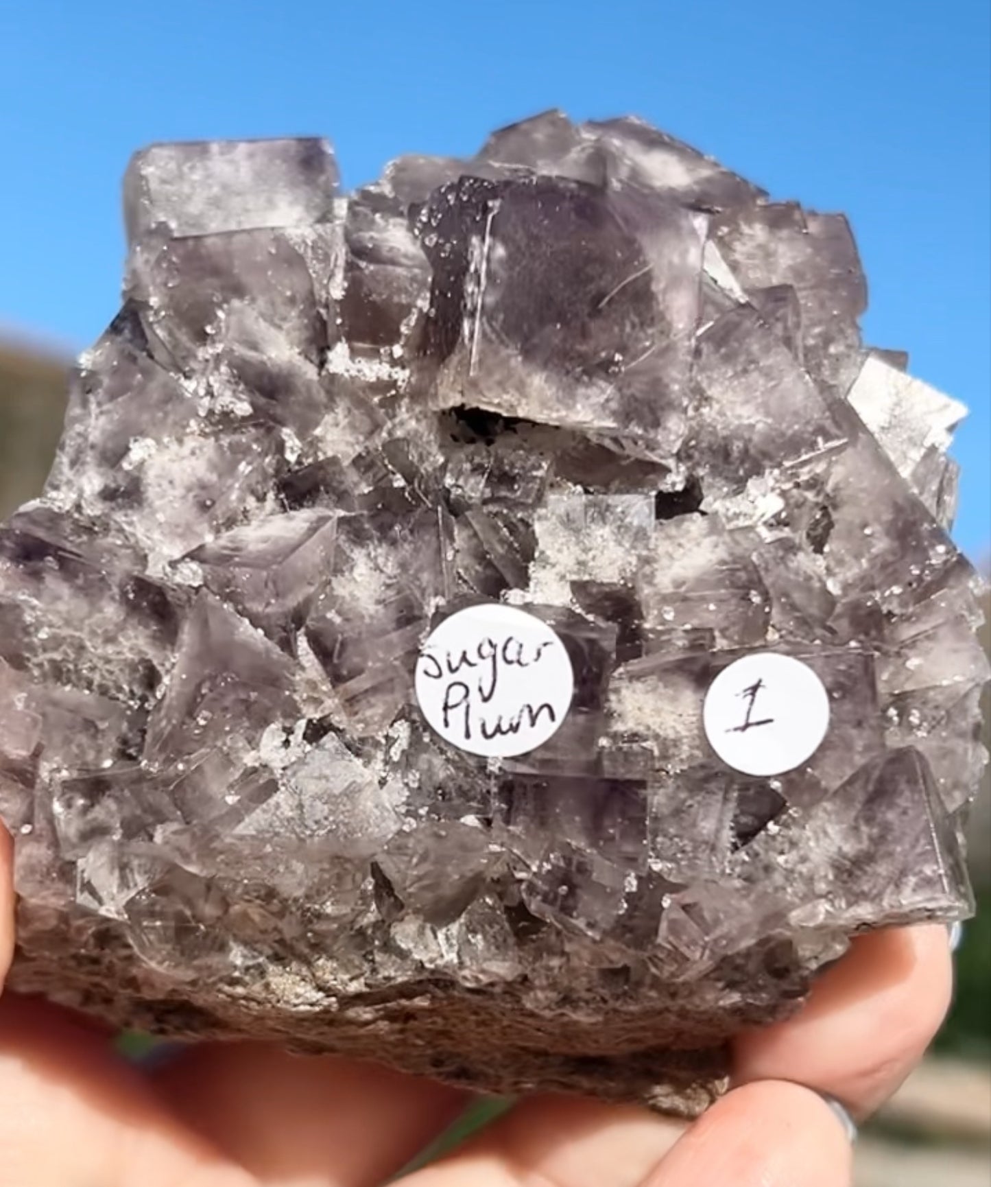 Geist Live Sale Claims 2nd November 2025 - Sugar Plums XX