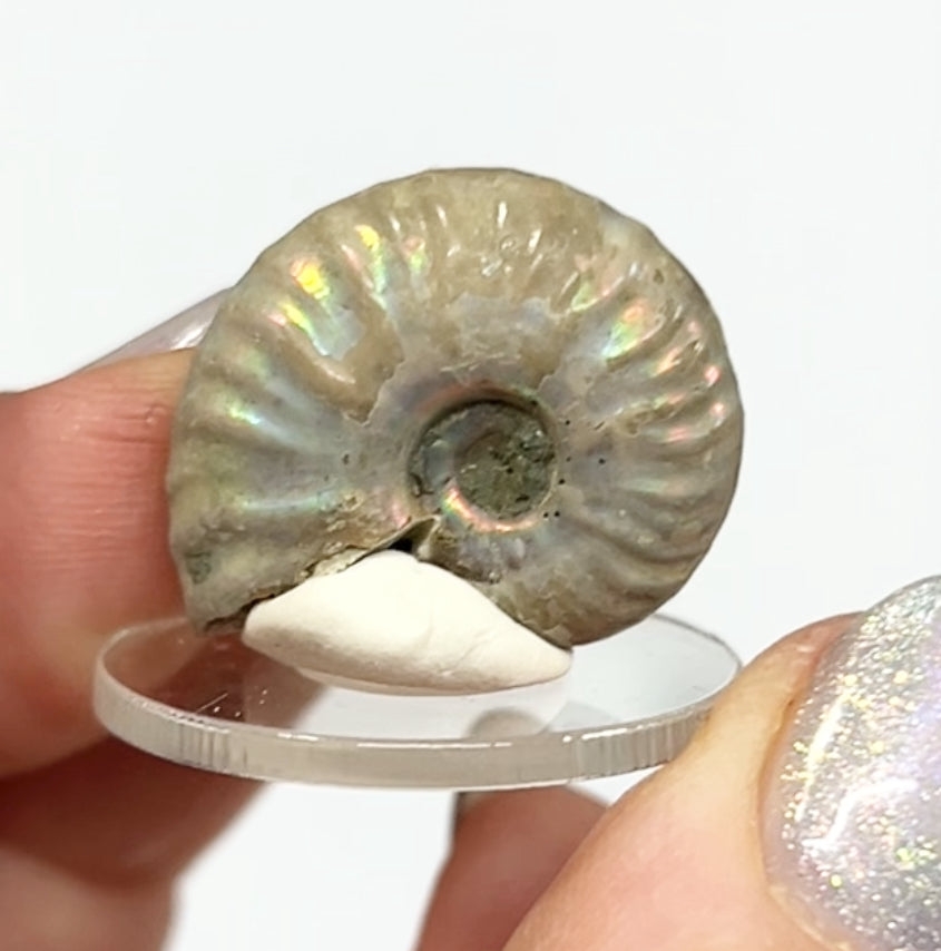 Rainbow 🌈 Ammonites From Madagascar 🇲🇬