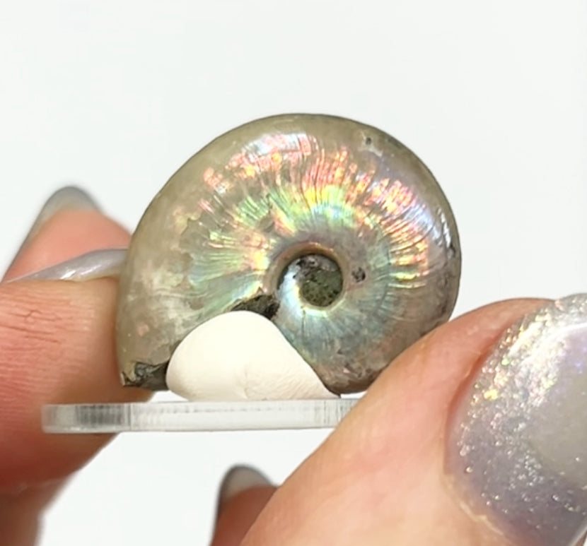 Rainbow 🌈 Ammonites From Madagascar 🇲🇬