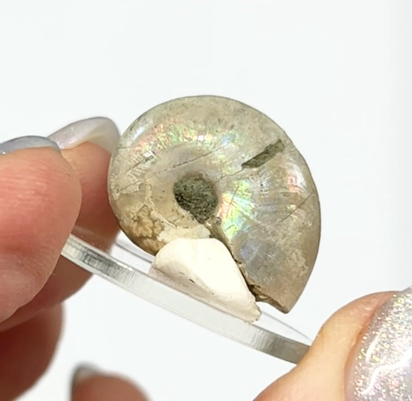 Rainbow 🌈 Ammonites From Madagascar 🇲🇬