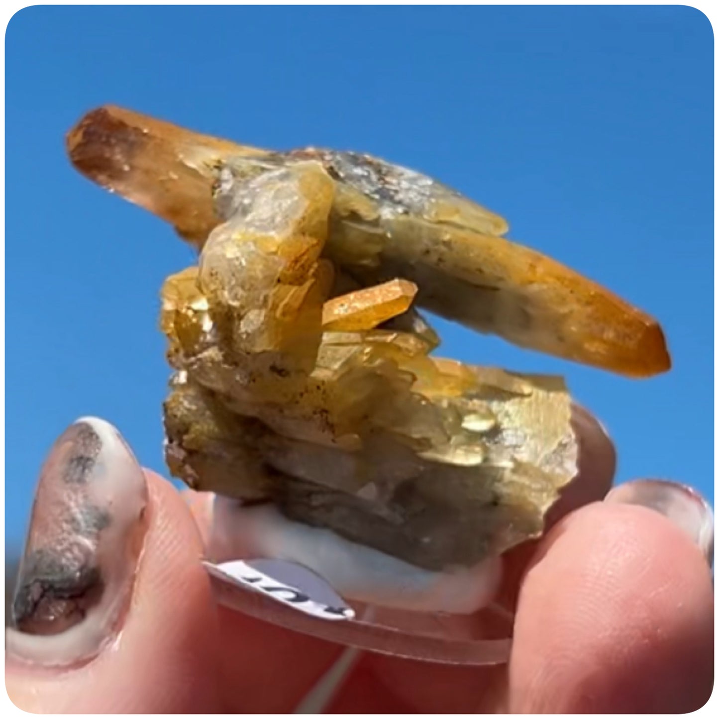 Black Iridescent Vera Cruz from Piedra Parada, Veracruz, Mexico 🇲🇽 #10