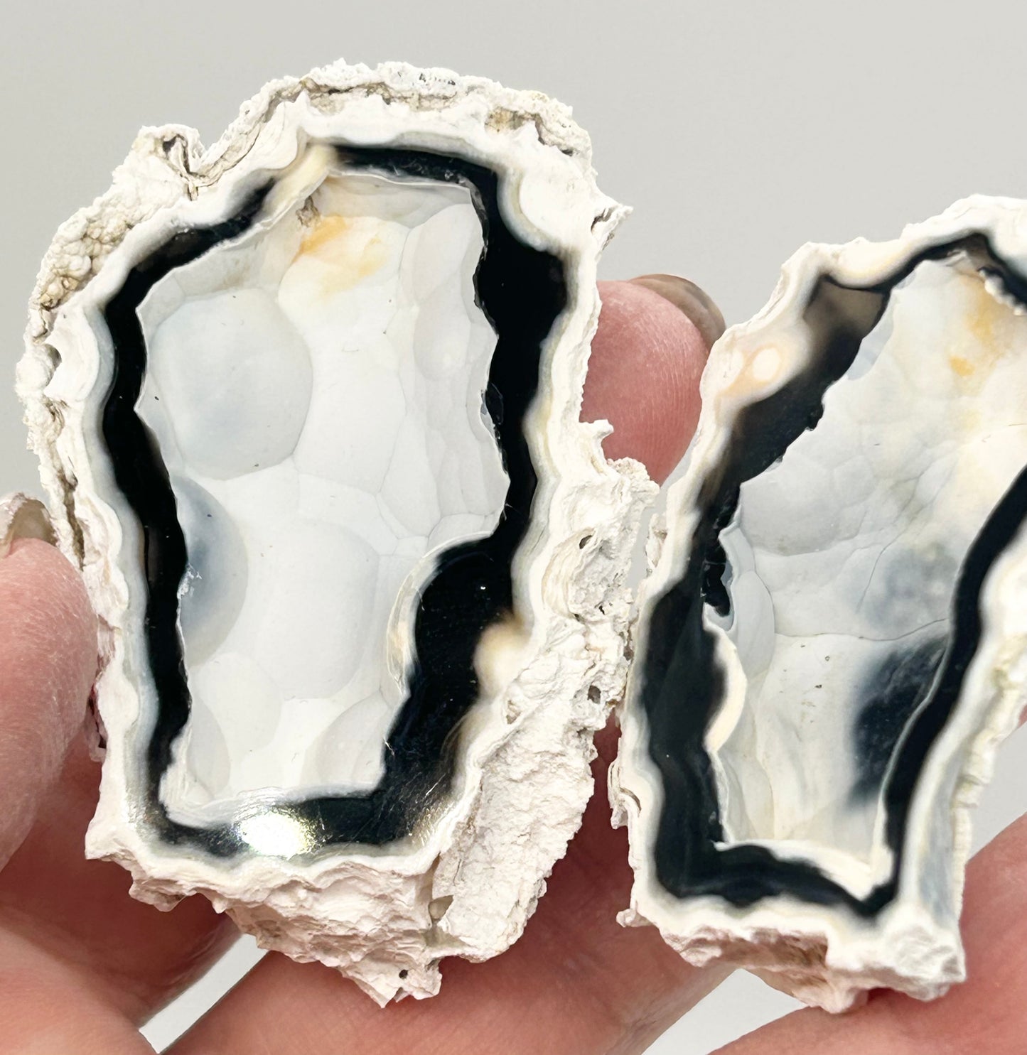 Fossilised Coral 🪸 Double #4 Limited Edition From Florida, USA 🇺🇸