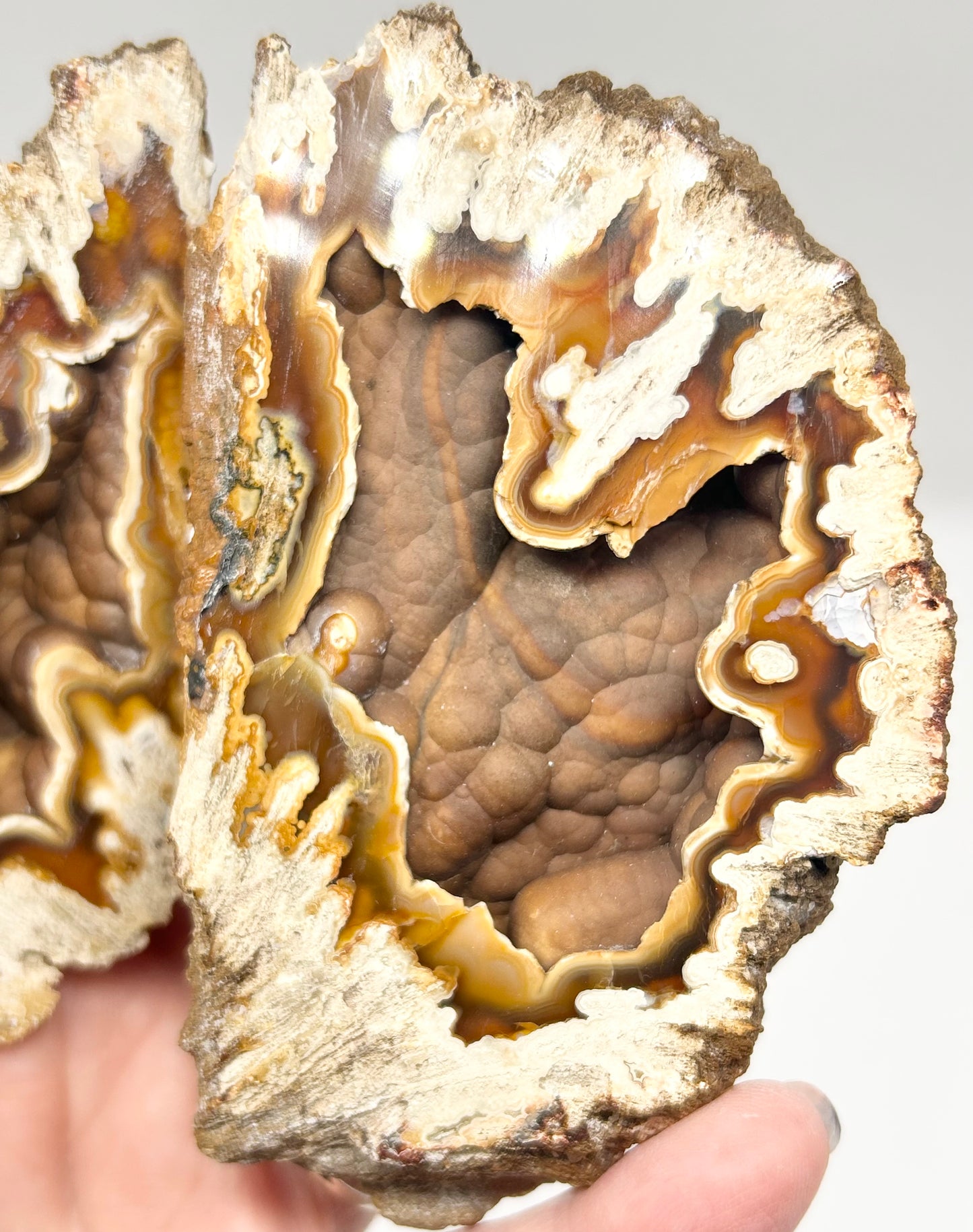 Fossilised Coral 🪸 XL Double #8 Limited Edition From Florida, USA 🇺🇸