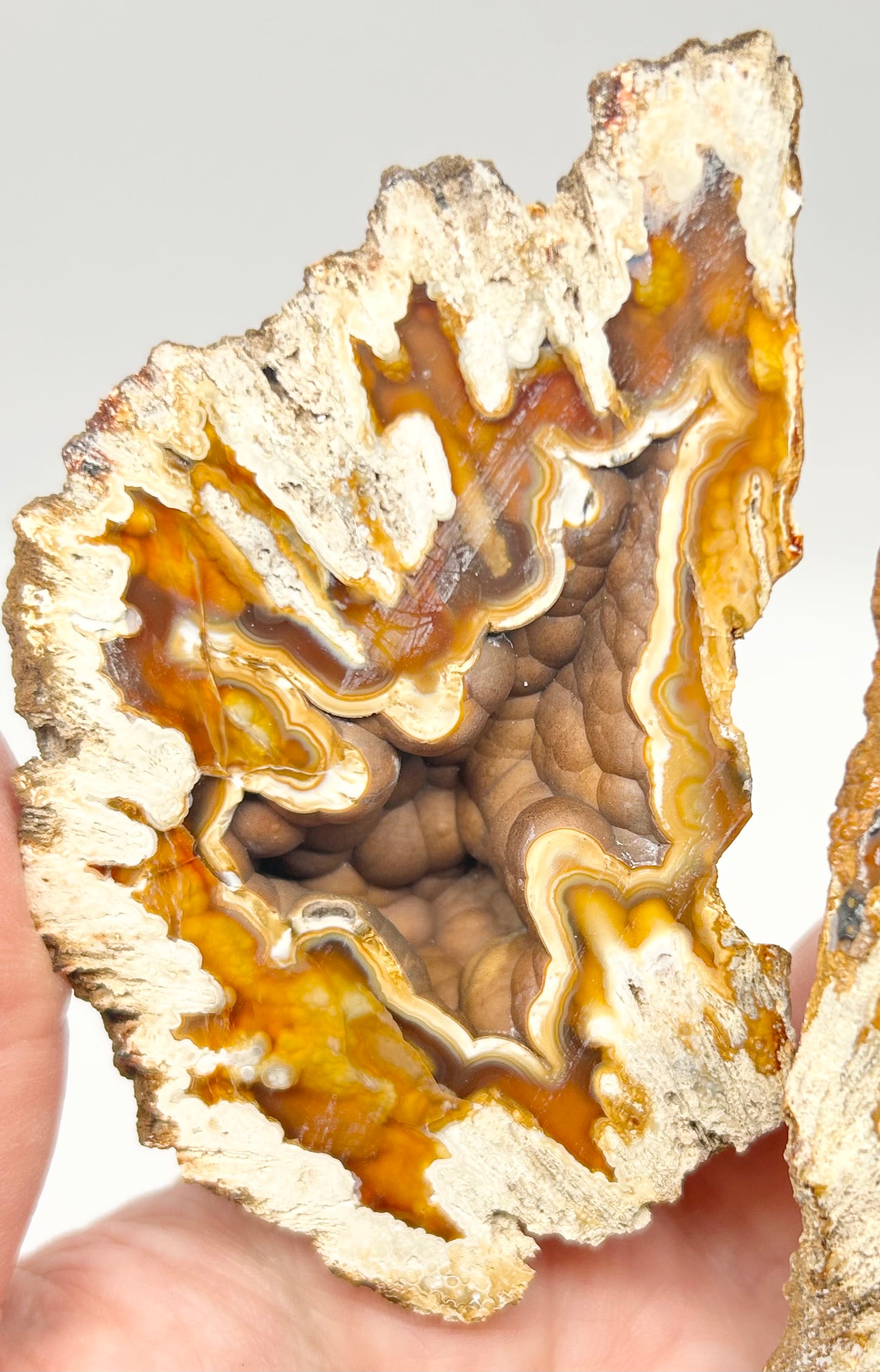 Fossilised Coral 🪸 XL Double #8 Limited Edition From Florida, USA 🇺🇸