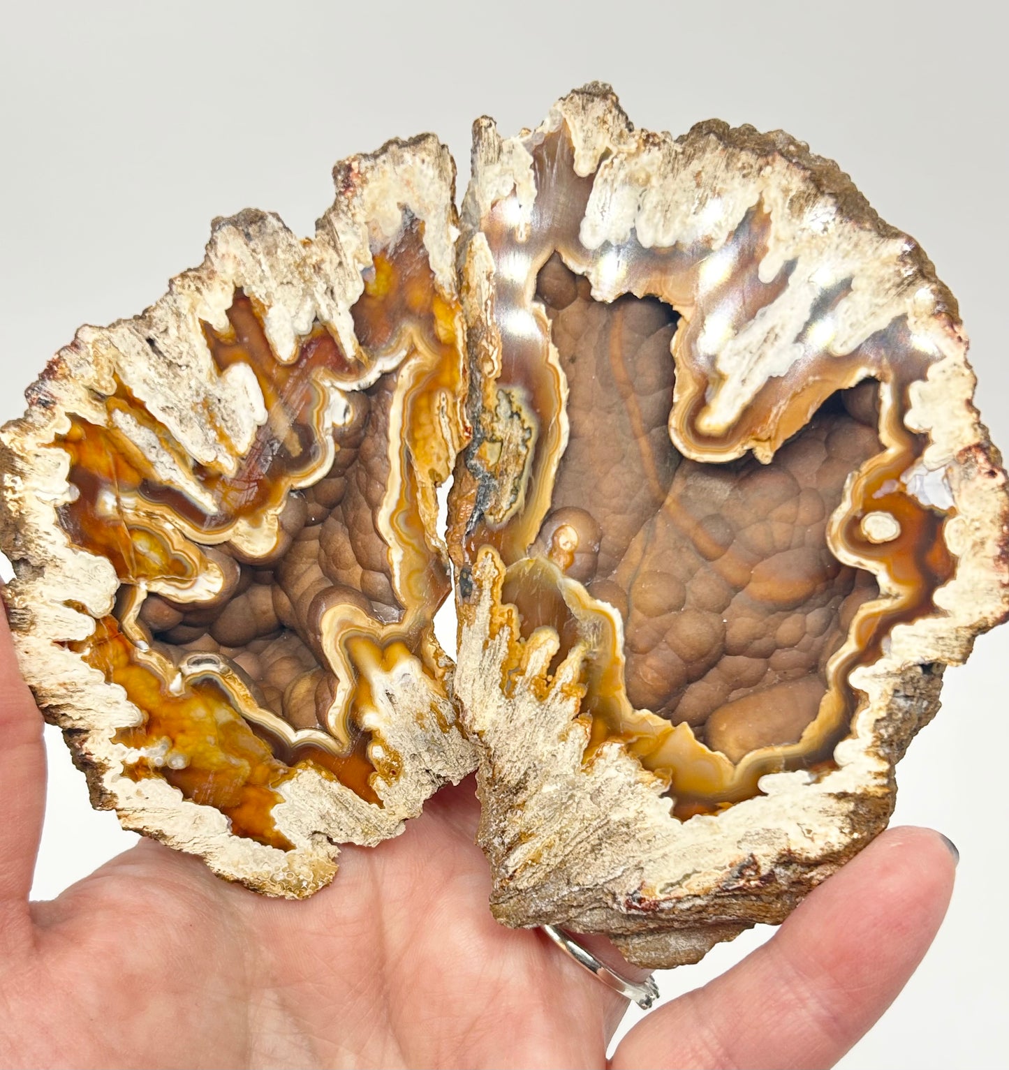 Fossilised Coral 🪸 XL Double #8 Limited Edition From Florida, USA 🇺🇸