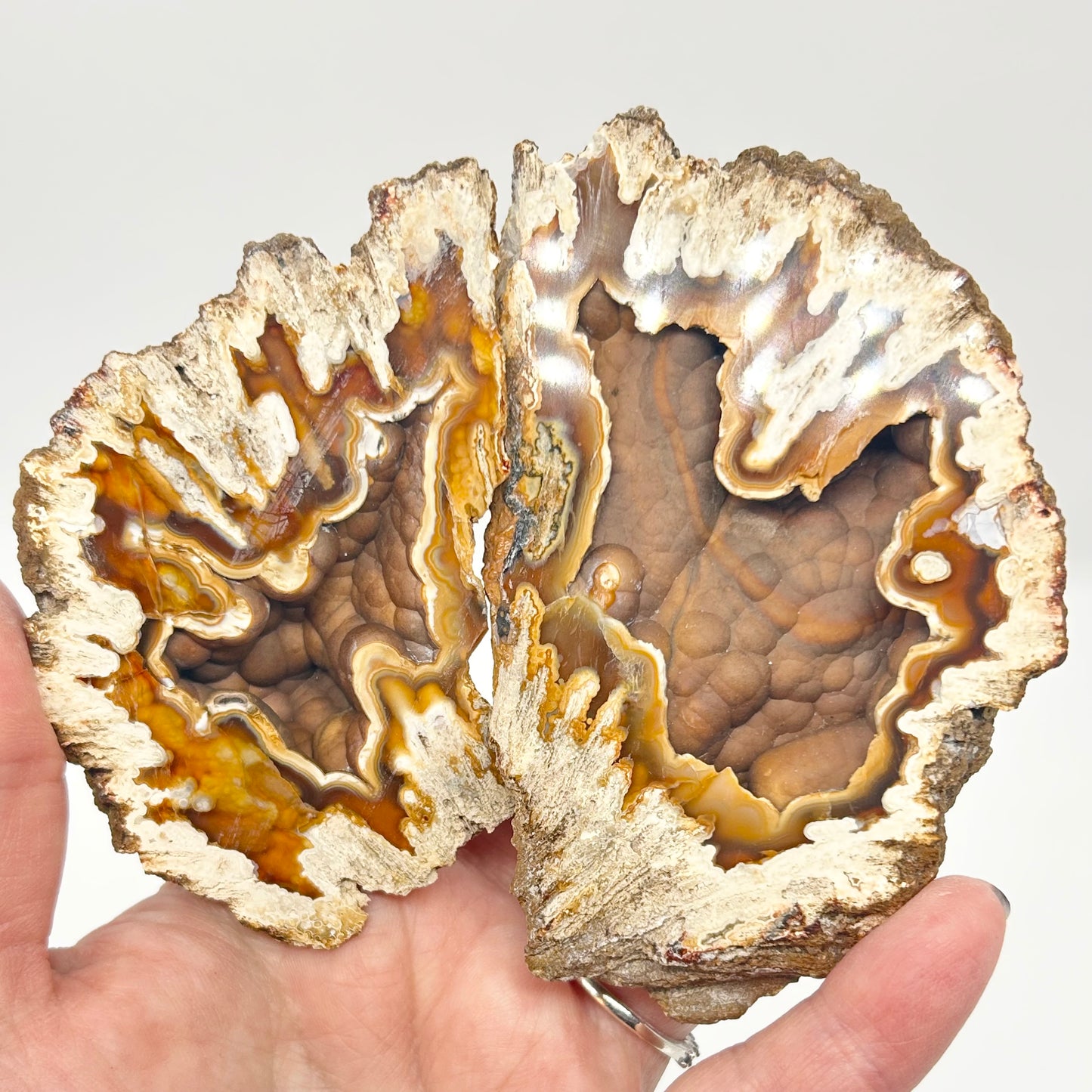 Fossilised Coral 🪸 XL Double #8 Limited Edition From Florida, USA 🇺🇸