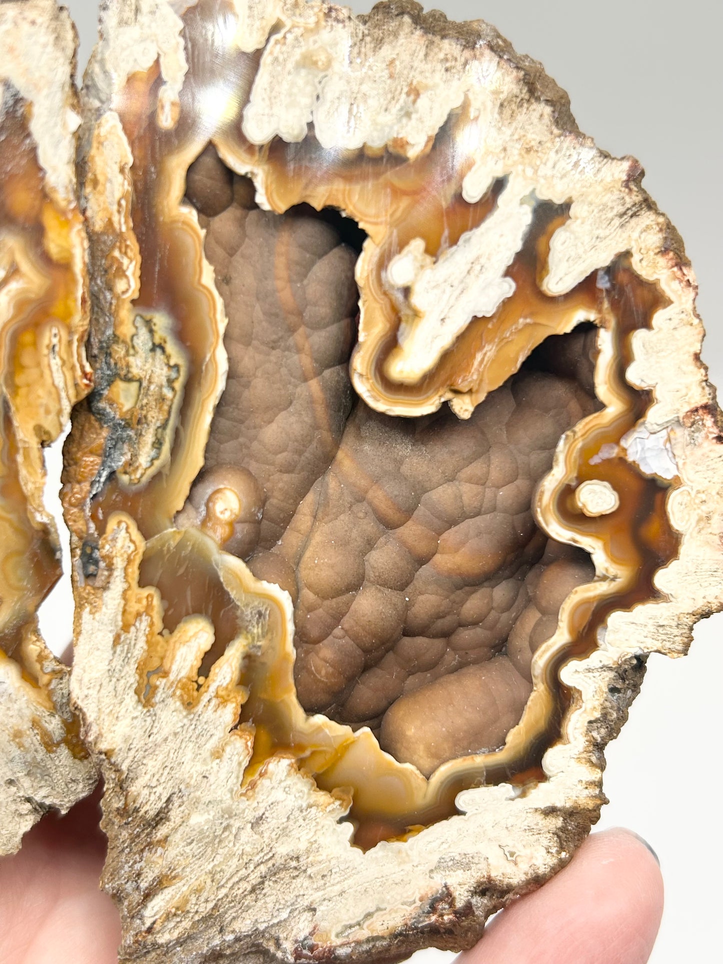 Fossilised Coral 🪸 XL Double #8 Limited Edition From Florida, USA 🇺🇸