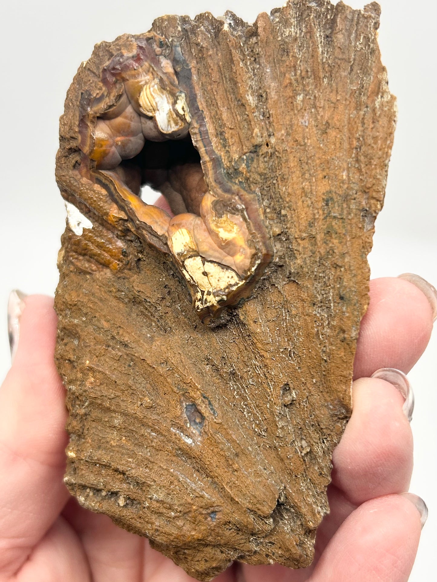 Fossilised Coral 🪸 XL Double #8 Limited Edition From Florida, USA 🇺🇸