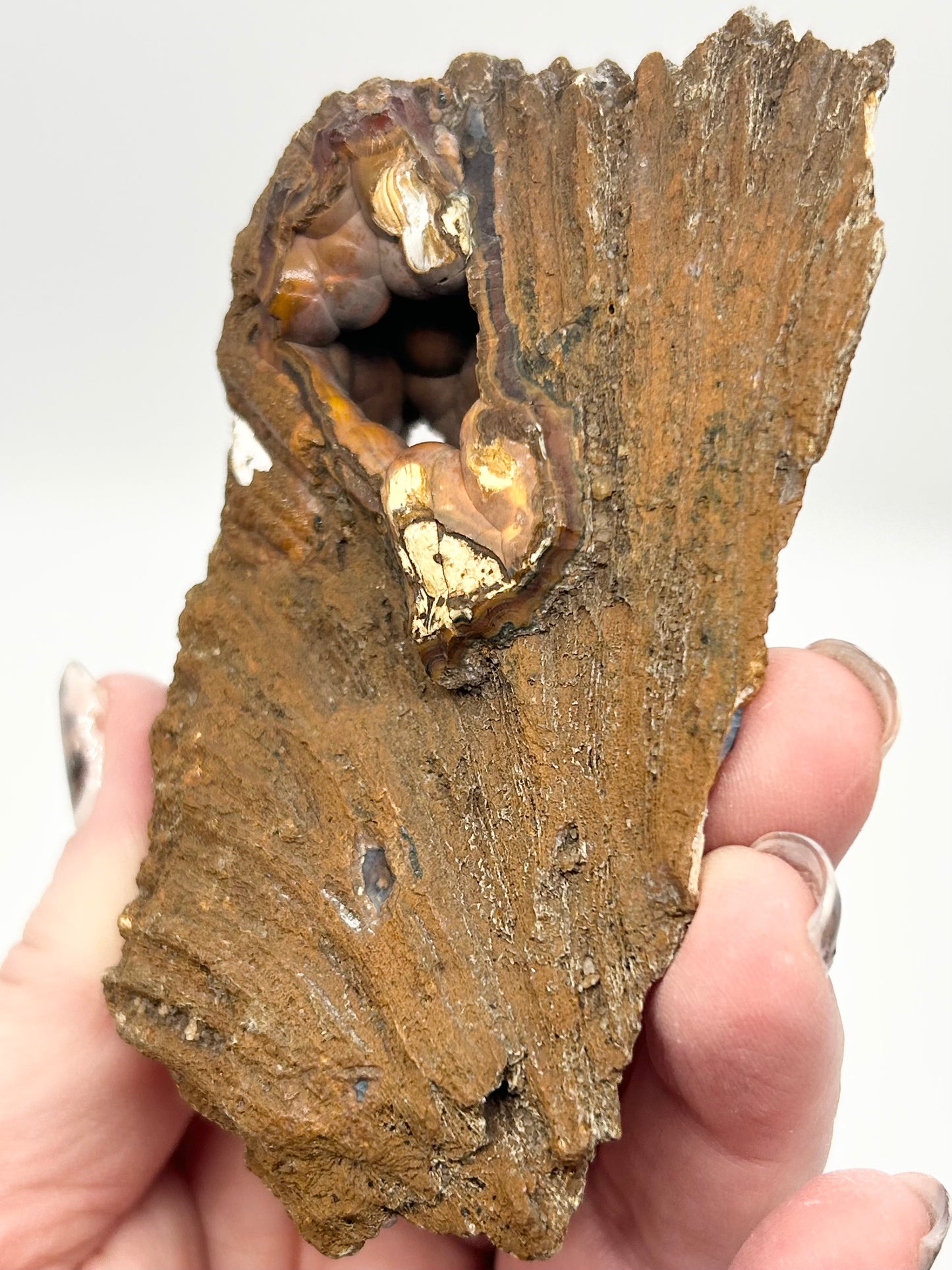 Fossilised Coral 🪸 XL Double #8 Limited Edition From Florida, USA 🇺🇸