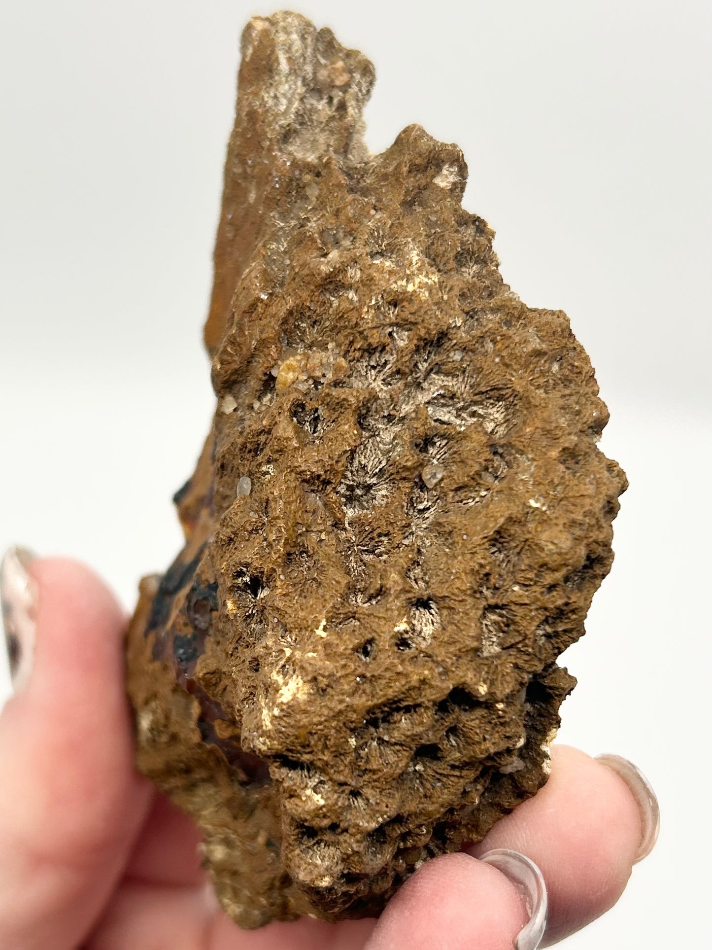 Fossilised Coral 🪸 XL Double #8 Limited Edition From Florida, USA 🇺🇸