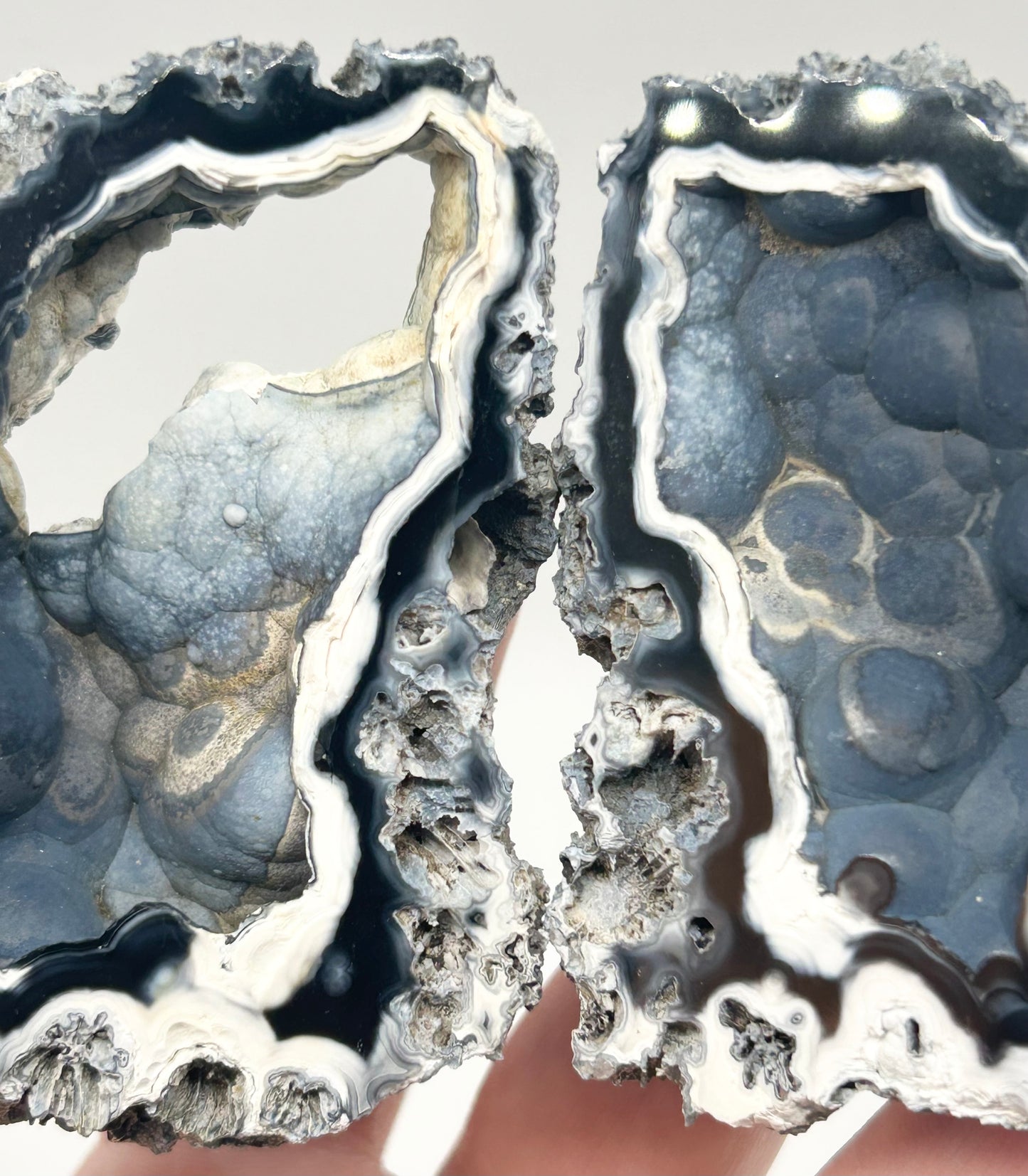 Fossilised Coral 🪸 Double #9 Limited Edition From Florida, USA 🇺🇸o