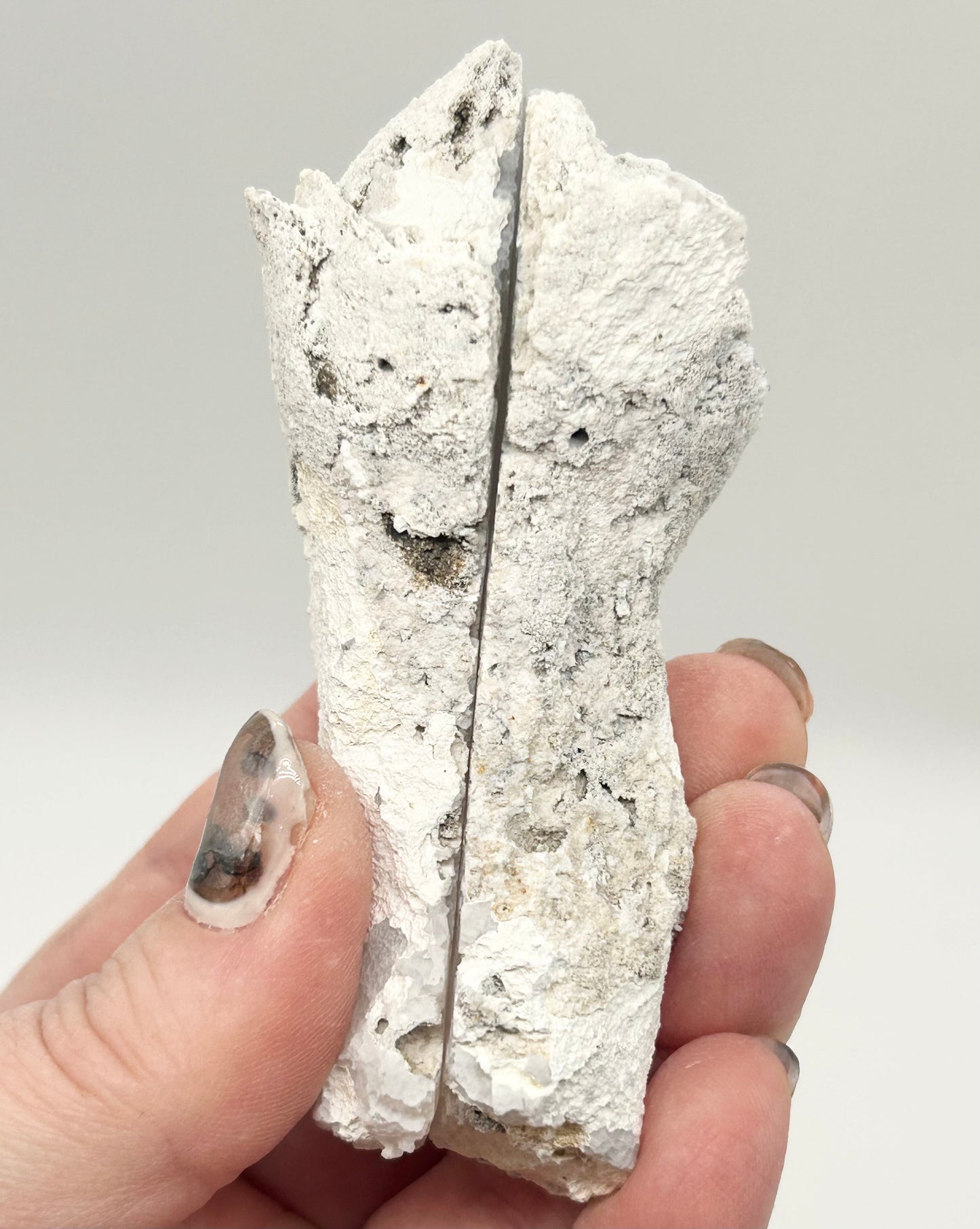 Fossilised Coral 🪸 Double #14 Limited Edition From Florida, USA 🇺🇸